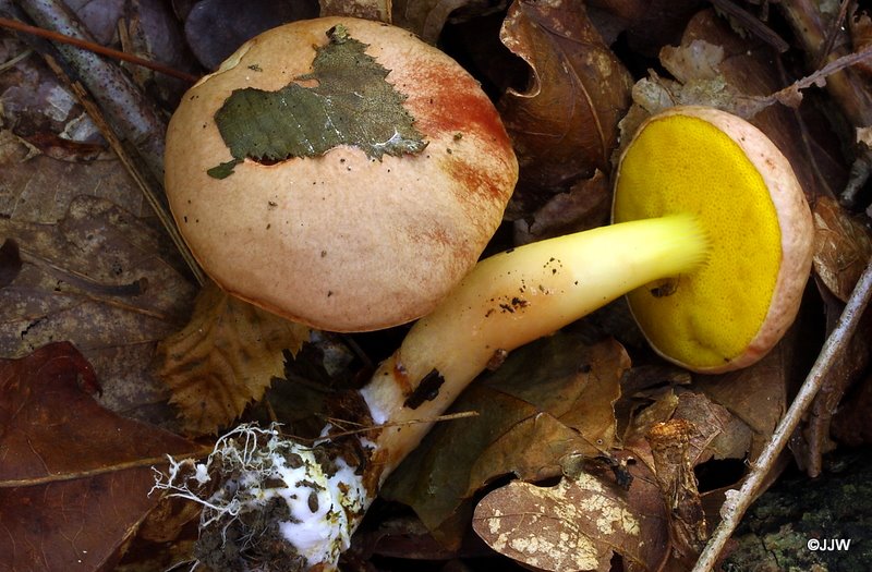 Aureoboletus gentilis